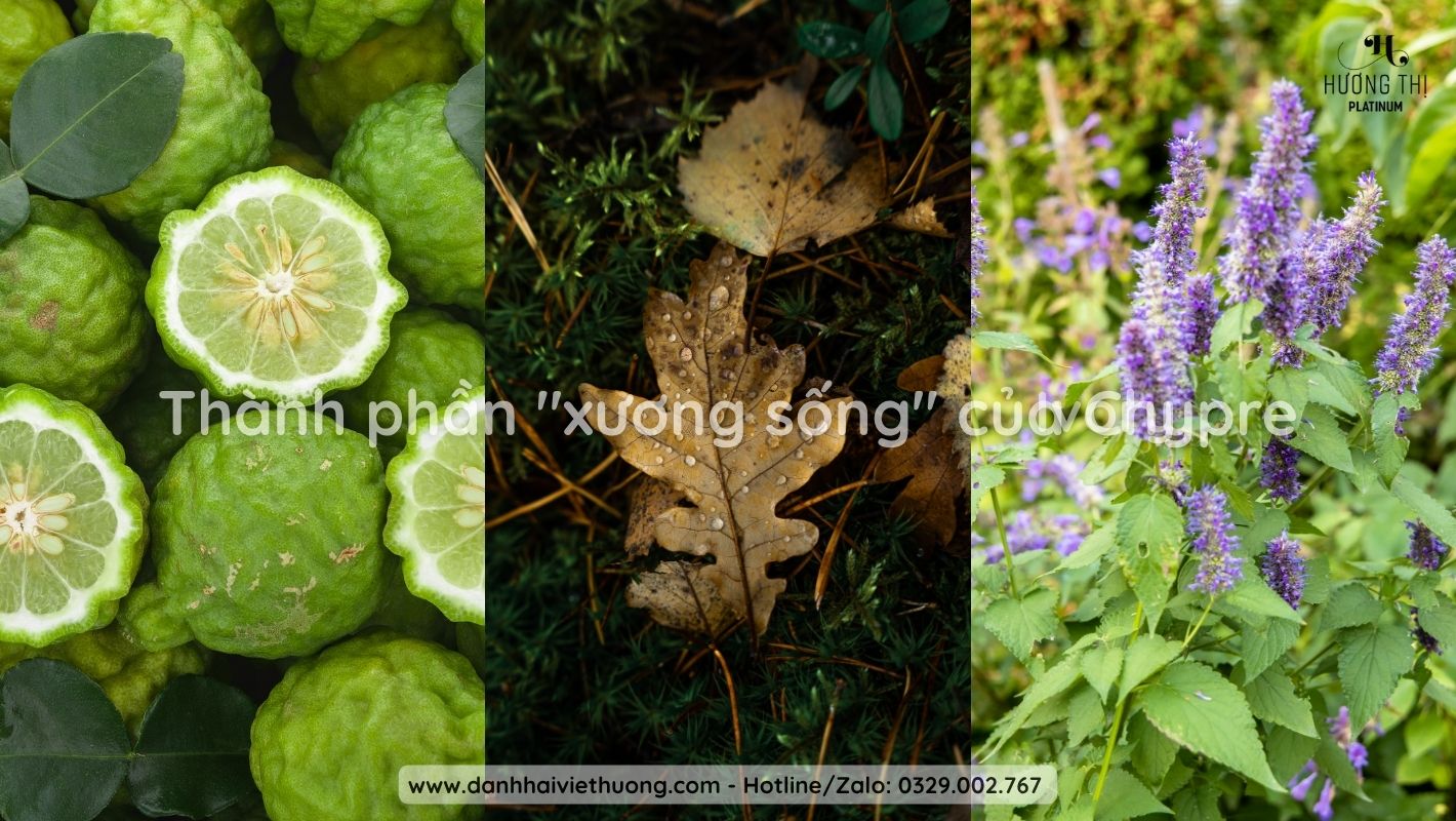 Nhóm hương Chypre Fruity (Trái Cây Đảo Síp) là gì 3